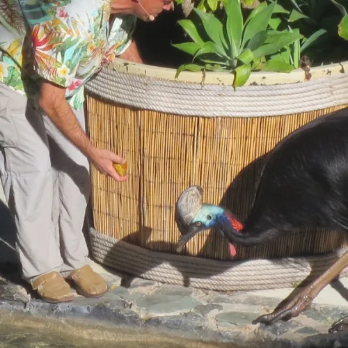 Aves del Paraíso