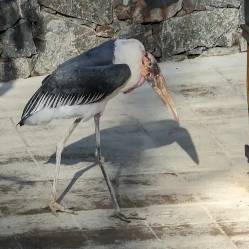 Aves del Paraíso