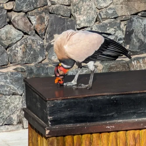 Aves del Paraíso