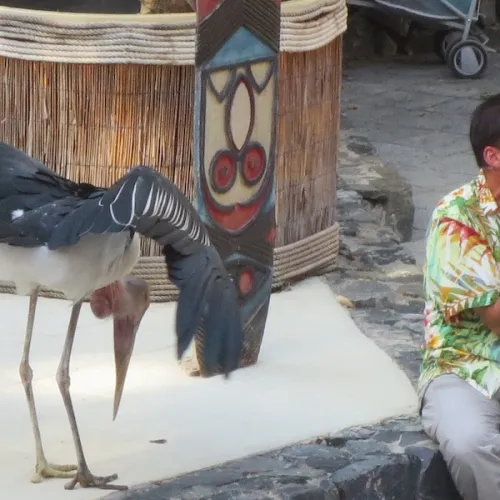 Aves del Paraíso