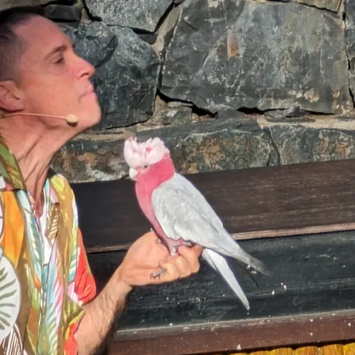 Aves del Paraíso