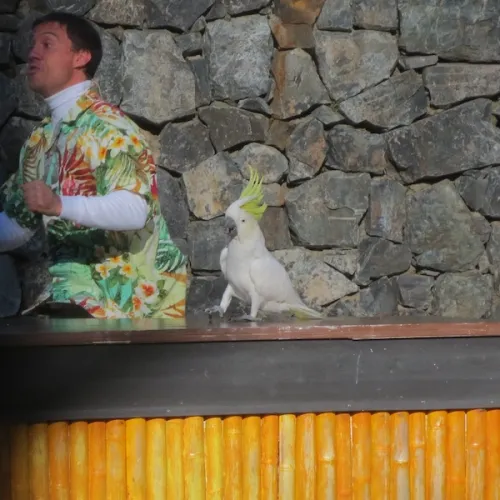 Aves del Paraíso