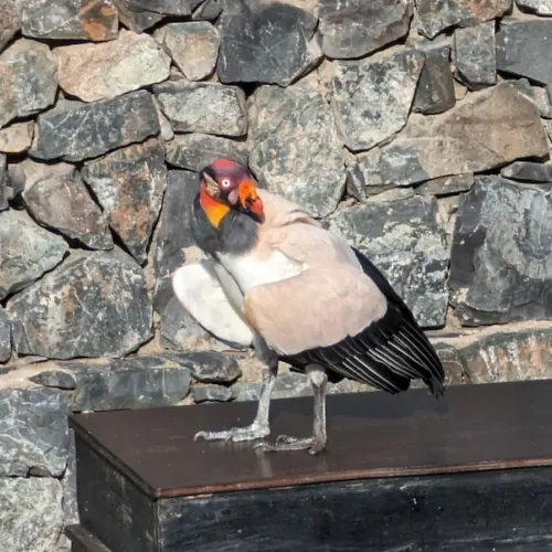 Aves del Paraíso