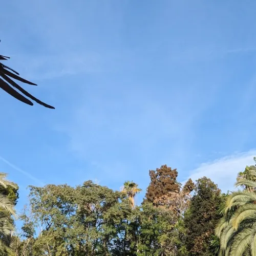 Aves del Paraíso