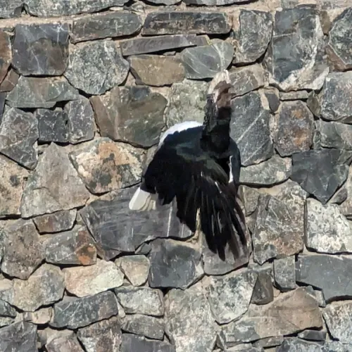 Aves del Paraíso