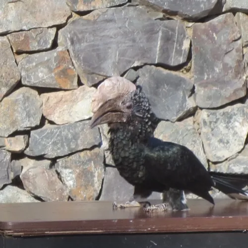 Aves del Paraíso