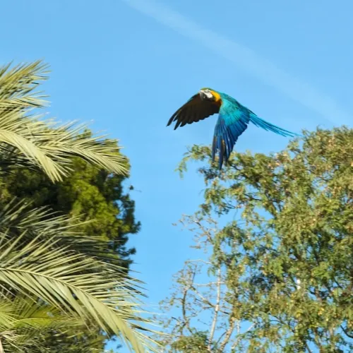 Aves del Paraíso