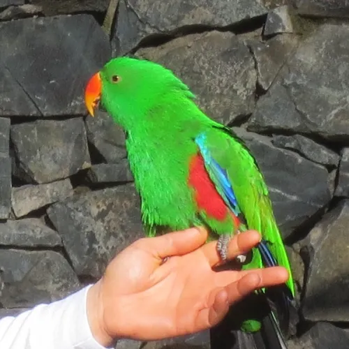Aves del Paraíso