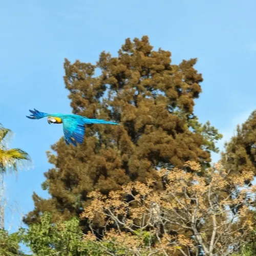 Aves del Paraíso