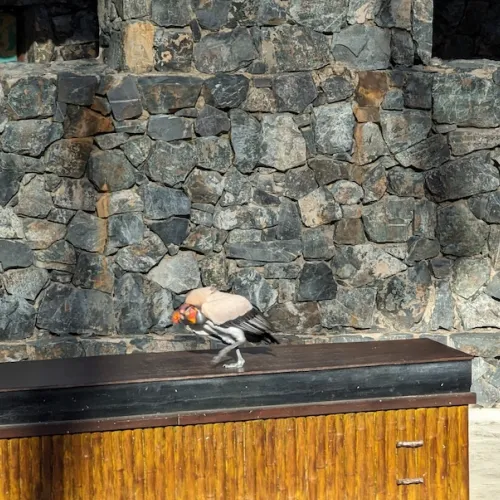 Aves del Paraíso