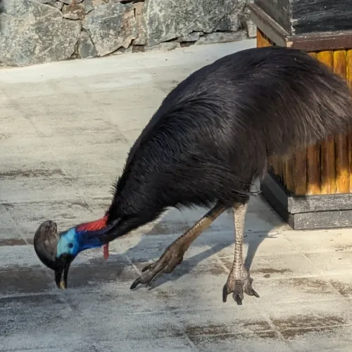 Aves del Paraíso
