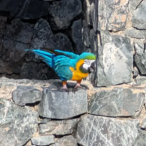 Aves del Paraíso